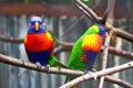 Pair of Swainson`s Lorikeets Royalty Free Stock Photo